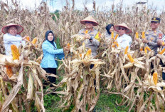 Polres Prabumulih Panen Jagung Pipil Serentak