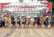 Tanam Jagung 1 Juta Hektar
