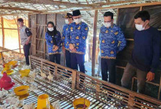 Pj Bupati Banyuasin Lakukan Monitoring Ayam di Tingkat Peternak