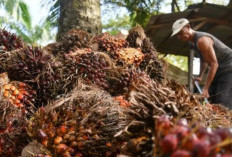 GAPKI Sumsel  Sebut Kebijakan Tarif AS  Ancam Industri Sawit Indonesia
