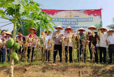 Swasembada Pangan, Panen Raya Jagung di Sungai Rengit