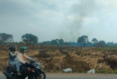 Lahan Tidur Rawa Gambut Tanjung Aur Rawan Karhutla