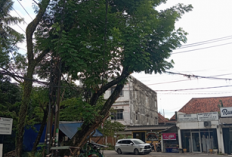 Ancaman Bahaya di Depan Mata: Pohon Miring di Jl. Ali Gatmir Ancam Keselamatan Warga