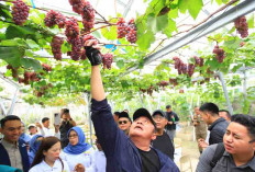Gubernur Kagum Inovasi Kebun Anggur Viral di Desa Selapan Ilir