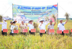 Panen Raya Padi IP 200, Bukti Konsistensi Petani