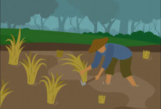 Dari Lahan Tidur Jadi Lumbung Beras! Sumsel Cetak Sejarah, Produksi Gabah Melesat Berkat Sawah Baru!