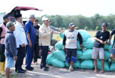 Panen Padi IP200, Askolani Komitmen Tingkatkan Produktivitas Pertanian