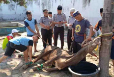 Rutan Kelas IIB Prabumulih Potong 2 Sapi dan 2 Kambing