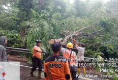 Waspada Potensi Bahaya Pohon Tumbang Liku Lematang