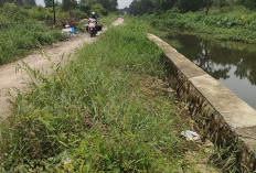 Amblas Sebagian Jalan Karya Jaya di Tumbuhi Belukar Lebat 