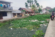 Eceng Gondok Tumbuh Subur Hambat Aliran Sungai Sahang