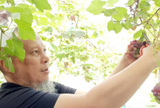 Ubah Pekarangan Jadi Lahan Produktif.  Bisa Nikmati Anggur Sambil Rekreasi