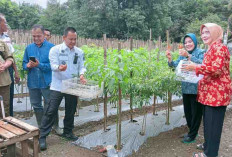 Pj Bupati dan Ketua TP PKK Empat Lawang Panen Cabai