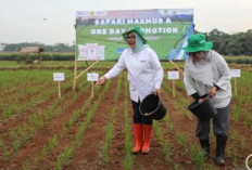 Pupuk Indonesia Tingkatkan Kesejahteraan Petani Lewat Pendampingan