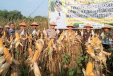 Panen Jagung Perdana Milik Pemkot Prabumulih