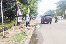 Trotoar Rusak Adanya Akar Pohon Tua