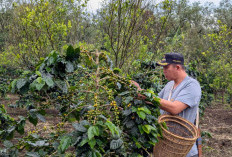Pagaralam Kenalkan Kopi Raden Kuning