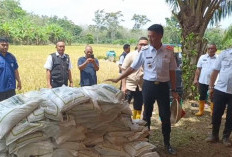 PALI Salah Satu Daerah Pemasok Beras di Sumsel 