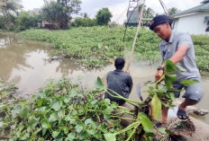 Sulap Eceng Gondok, Kilang Pertamina Plaju Diganjar Penghargaan Indonesia Green Awards IGA 2025