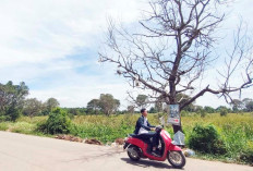 Wow! Sampah Warga Ada di Atas Pohon ini