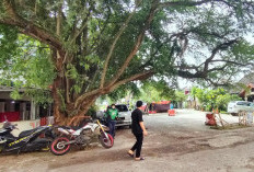 Ranting Pohon Menjuntai di Kawasan Parkir Motor Luar PS Mall