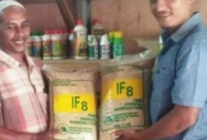 Nasib Tragis Sang Inovator: Saat Benih Padi 'Ajaib' Mengantar Kades Munirwan ke Penjara ​