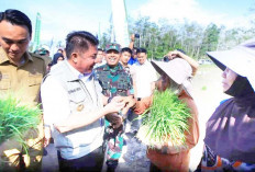 Hadapi El Nino, OKI Lokus Utama Percepatan Tanam Padi Sumsel