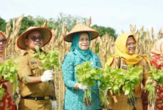 Solusi Pemkot Prabumulih Atasi Harga Cabai Mahal