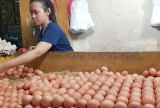 Harga Telur Ayam Bisa Tembus Rp 33 Ribu