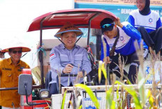 Panen Raya Jagung, Wujudkan Swasembada Pangan Muba