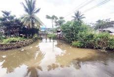Akhirnya, Pohan Tumbang di Irigasi Pakjo Dibersihkan