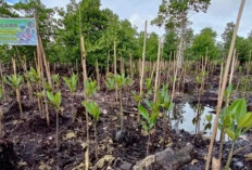 Sumsel Miliki Potensi Rehabilitasi Mangrove seluas 49.540 Ha