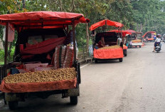 Musim Duku Tiba, Pedagang Ramaikan Jalan di Lahat