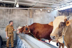 Pemkot Prabumulih akan Kurban 13 Sapi