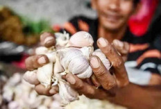 Harga Bawang Putih Naik Menjadi Rp 40.810 Per Kg