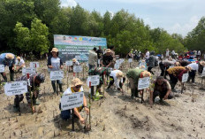 PLN Tanam Ribuan Mangrove, Rehabilitasi Pesisir Tanah Merah dan Menipo di NTT