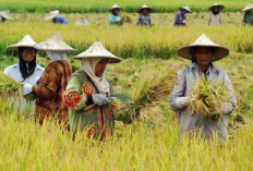 Banyuasin Berpotensi Kembali jadi Penghasil Padi Terbesar di Indonesia