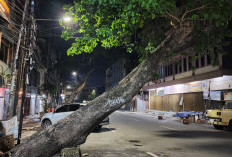 Dua Pohon Nyaris Roboh di Jalan Sayangan Palembang Ancam Keselamatan Warga dan Pengendara