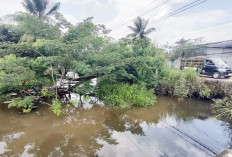 Pohon Tumbang Jatuh di Aliran Sungai Irigasi Pakjo