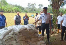 Asgianto: PALI jadi Salah Satu Daerah Pemasok Beras di Sumsel