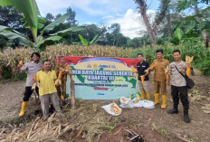 Panen Jagung Serentak Dukung Swasembada Pangan 
