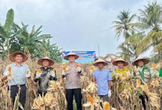 Panen Raya Jagung Serentak, Polres Dukung Ketahanan Pangan Nasional