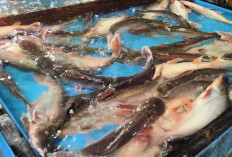 Awal Tahun 2024, Sumsel Alami Inflasi 3,35 Persen YoY, Penyumbangnya Emas Perhiasan hingga Ikan Patin