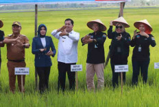 Bupati Banyuasin Apresiasi BSB untuk KUR Petani Muara Padang