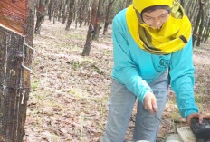 Petani Karet di PALI Meringis Harga Getah Anjlok