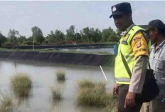 BKSDA Sumsel Terima Penyerahan Seekor Buaya Liar Tangkapan Warga