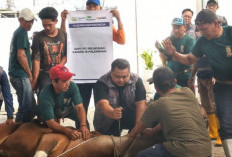Wujud Syukur dan Kepedulian, Pegadaian Kanwil III Sumbagsel Potong 12 Sapi Kurban di Palembang