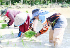 Hadapi Ancaman El Nino, Korem Gapo dan Pemprov Sumsel Perkuat Ketahanan Pangan