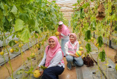 KWT Mekar Arum Sukses Panen Perdana Melon  Lewat Program Srikandi Movement
