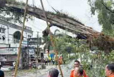 Cuaca Ekstrem, Evakuasi Pohon Tumbang di Muba